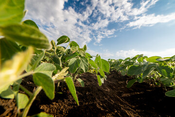 Soybean field ripening at spring season, agricultural landscape