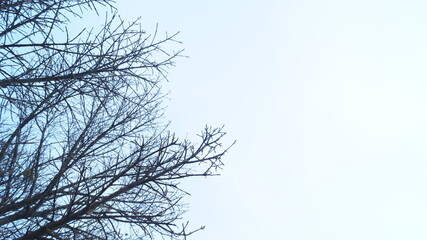 Bare branches of a tree in autumn in the frame from one side,light blue sky on a sunny day,