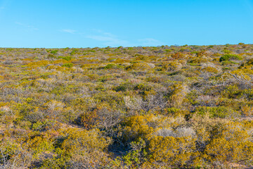 Bushes at Kalbarri national park in Australia