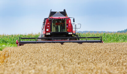Fototapeta premium Agriculture, harvesting, wheat fields, warm sunny day at the farmer's field.