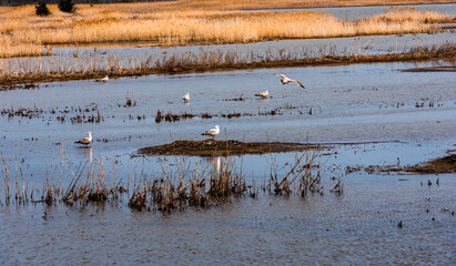 Sandpipers in the Salt Marshes