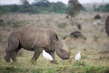Obraz premium Baby Rhino with a freind