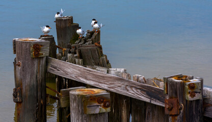 Birds Sitting on a Dock