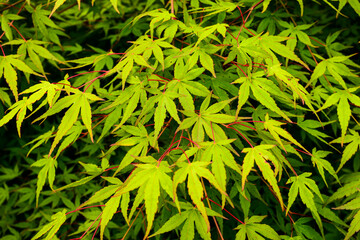 Fototapeta premium Young maple foliage natural background, Deciduous tree branch, beautiful carved maple leaves
