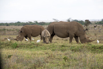 Naklejka na ściany i meble A Rhino accompanied with its baby in Nairobi National Park