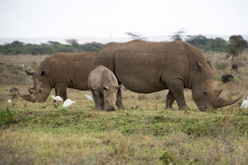Obraz premium A Rhino accompanied with its baby in Nairobi National Park