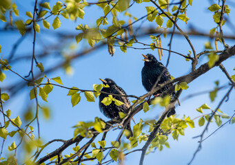 a pair of blackbirds sitting on a branch with green leaves