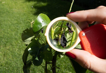 Woman holding a magnifying glass and looking at sick pear leaves.