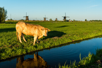 The windmills near the water in Kinderdijk, a UNESCO World Heritage site in Rotterdam, Netherlands
