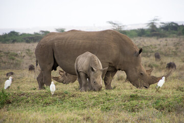 Fototapeta premium A Rhino accompanied with its baby in Nairobi National Park