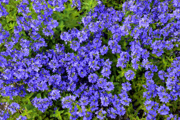 Obraz premium Blue flowers in the summer garden. Warm sunny day. Close-up