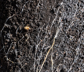 Abelha coletando melato da árvore bracatinga  para produzir mel