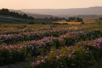Tea rose plantation.