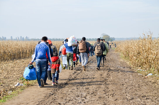 Refugees and migrants walking on fields. Group of refugees from Syria and Afghanistan on their way to EU. Balkan route. Thousands of refugees on border between Croatia and Serbia in autumn 2015.