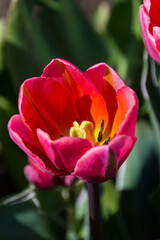 Fototapeta premium Close up of isolated red and pink tulip with a dark green background.