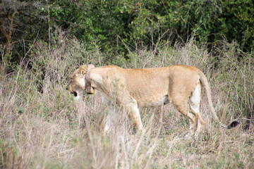 Wild Life