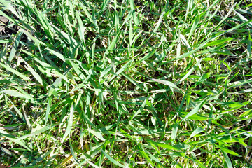 green grass background, texture