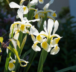 (Iris × hollandica) weiß mit gelbe Flecken Holländische Schwertlilie, schönen Blüten als...