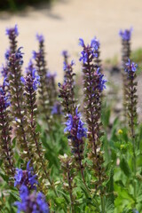 The last remains of some purple perennials