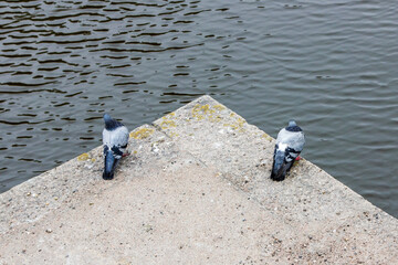 Two pigeons sit on a concrete slab at the water's edge, on opposite sides of the corner