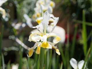 (Iris × hollandica) weiß mit gelbe Flecken Holländische Schwertlilie, schönen Blüten als...