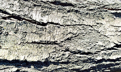 trunk of an old tree close-up