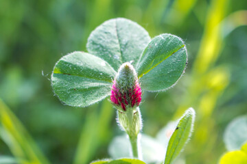 Crimson Clover or Italian Clover (in german Inkarnat-Klee, Blutklee, Rosenklee or Italienischer Klee) Trifolium incarnatum