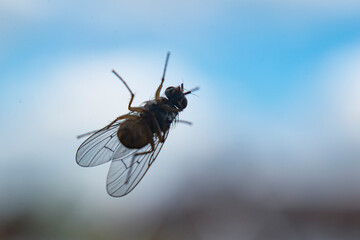 Macro close up a fly from underneath