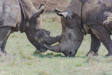 Obraz premium Two Rhinos fighting with their Horns Locked