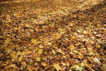 Fallen maple leaves on the ground.