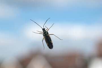 Macro close up an insect from underneath