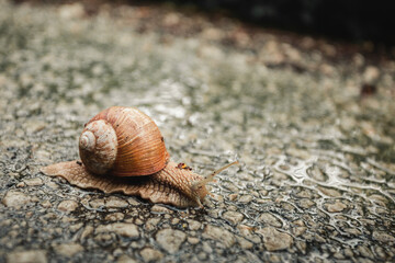 Image - Snail shell on the soil in forest with greenery on background on sunset with grass on background.  Close up photo of Helix Pomatia snail on the road with shell (protection) on sunset.