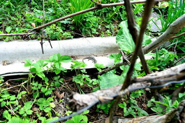 gray lizard basking in the sun,