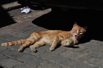 Fototapeta premium Street cat in Tanger medina, Northern Morocco
