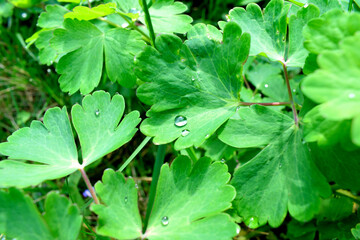 morning dew drops on succulent green leaves