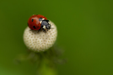 ladybug on green background