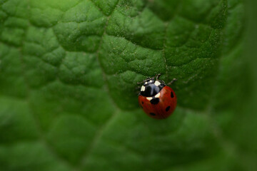 ladybug on green leaf