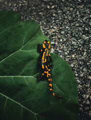 Dark and moody photo of Fire Salamander with beautiful yellow-orange spots on the green leaf. Folk green toned image of fire salamander walking on the road with big leaf on background.