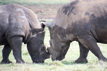 Fototapeta premium Two Rhinos fighting with their Horns Locked