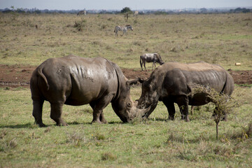 Obraz premium Two Rhinos fighting with their Horns Locked