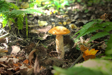 Close up view of young orange birch bolete (Leccinum versipelle) mushroom growing in autumn forest among fallen leaves. Selective focus. Beauty in nature theme.