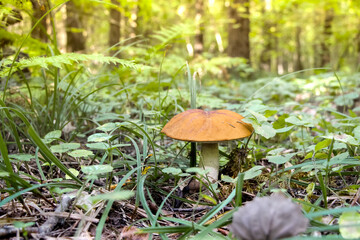 Close up view of young orange birch bolete (Leccinum versipelle) mushroom growing in autumn forest among fallen leaves. Selective focus. Beauty in nature theme.