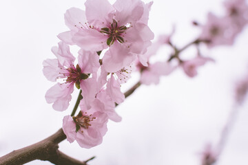 pink cherry blossom close up image background
