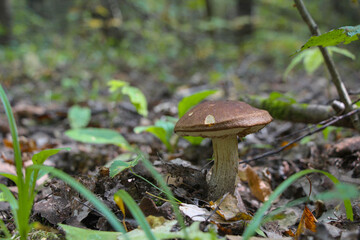 Close up view of birch bolete (Leccinum scabrum) mushroom, also known as rough-stemmed bolete or scaber stalk,  growing in autumn forest among fallen leaves. Selective focus. Beauty in nature theme.