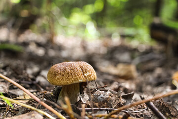 Close up view of porcini (Boletus edulis) mushroom, also known as cep, penny bun or porcino,  growing in autumn forest among fallen leaves. Selective focus. Beauty in nature theme.