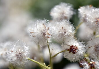 Weiße Samenpuschel an einer Pflanze