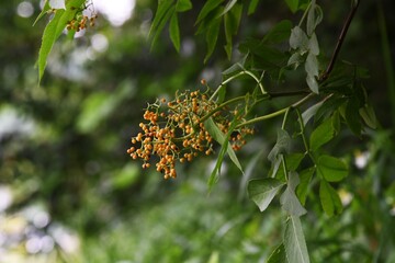 Fototapeta premium Sambucus sieboldiana (Japanese red elder),a rare variety with yellow berries / Adoxaceae deciduous shrub.