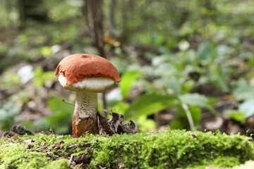 Close up view of young orange birch bolete (Leccinum versipelle) mushroom growing in autumn forest among fallen leaves. Selective focus. Beauty in nature theme.