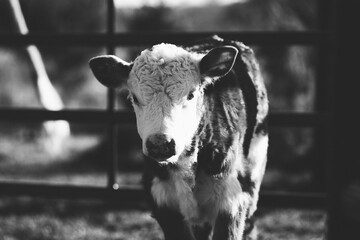 Hereford calf shows baby cow farm animal close up for black and white portrait.