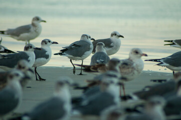 Seagulls in the sand